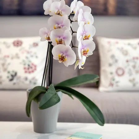 Thelia Sofouli Urban Living