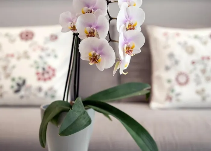 Thelia Sofouli Urban Living